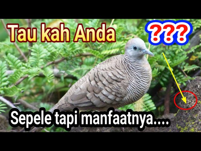 Cara bikin asinan burung perkutut komplit, mudah dan ternyata,,, #perkututsimbah class=