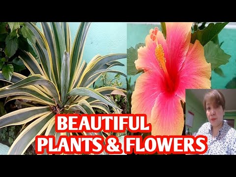 Video: Mga Panloob Na Halaman Na May Pulang Bulaklak (60 Mga Larawan): Panloob Na Mga Bulaklak Na May Pula At Puting Mga Bulaklak, Anthurium At Kampanilya, Mga Calla Lily At Geranium