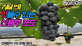 7월에 맛볼수 있는 신품종 포도