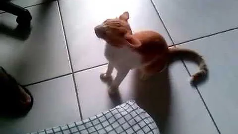 Como fazer cócegas em gatos?