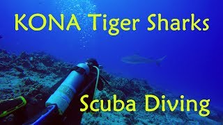 Tiger Sharks Scuba Diving  Kona   Big Island, Hawaii GoPro 4K