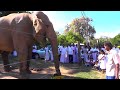 Elephant gets to taste Rice and vegetables for a change.