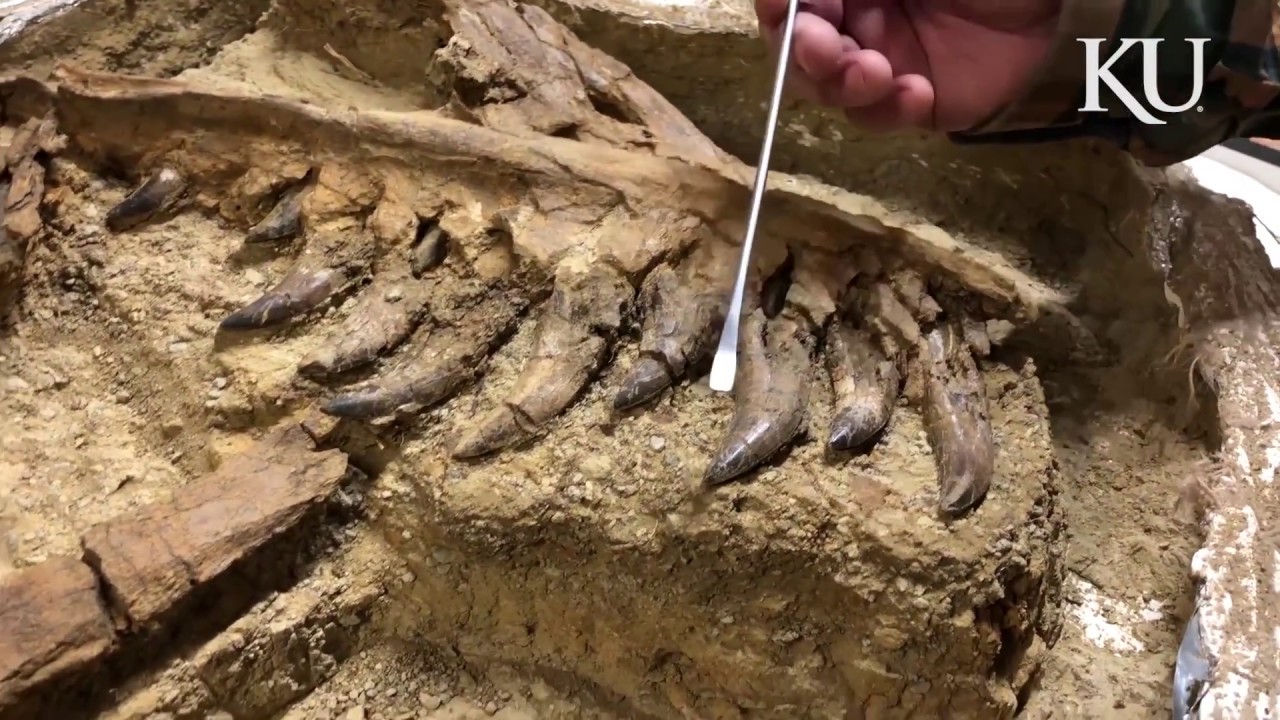 Researchers investigate 'baby' tyrannosaur fossil found in Montana's Hell Creek