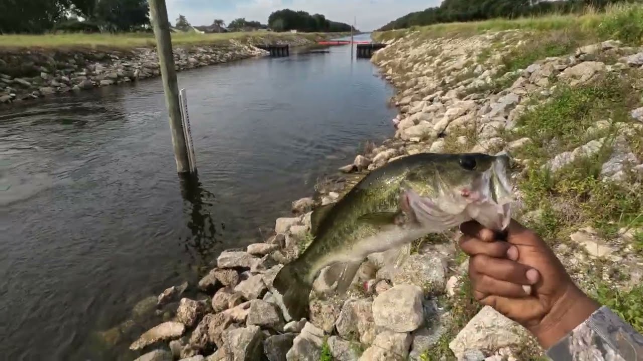 how to catch BASS fishing with brims