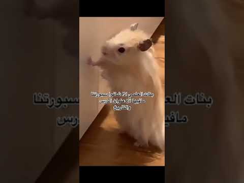 انتو علمي او ادبي انا ادبي 
