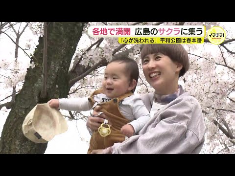 満開の桜に集う　広島県内は各地で見ごろ　平和公園にも多くの花見客