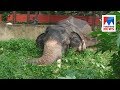 Aranmula temple elephant Parthan passed away  | Manorama News