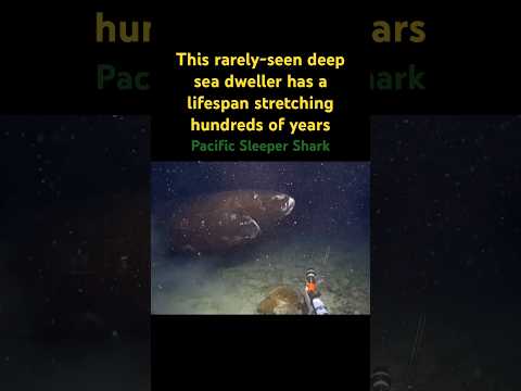 This Rarely-seen deep