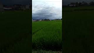 Pak Tani terima kasih, Jasamu sungguh MULIA