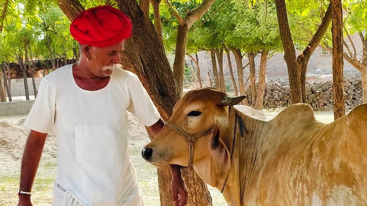 Savlaji bhuaaji regdi 15/8/2025 