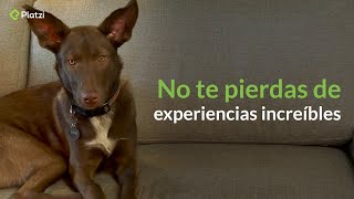 Learning English brings you interesting experiences... 🐶 screenshot 2
