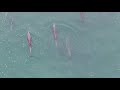 4K Mavic Zoom Drone - Baby dolphins playing off Moonstone Beach - California