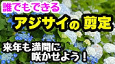 毎年咲かせる アジサイ の育て方 来年も満開に Youtube 毎年咲かせる アジサイ の育て方 来年も満開に Youtube