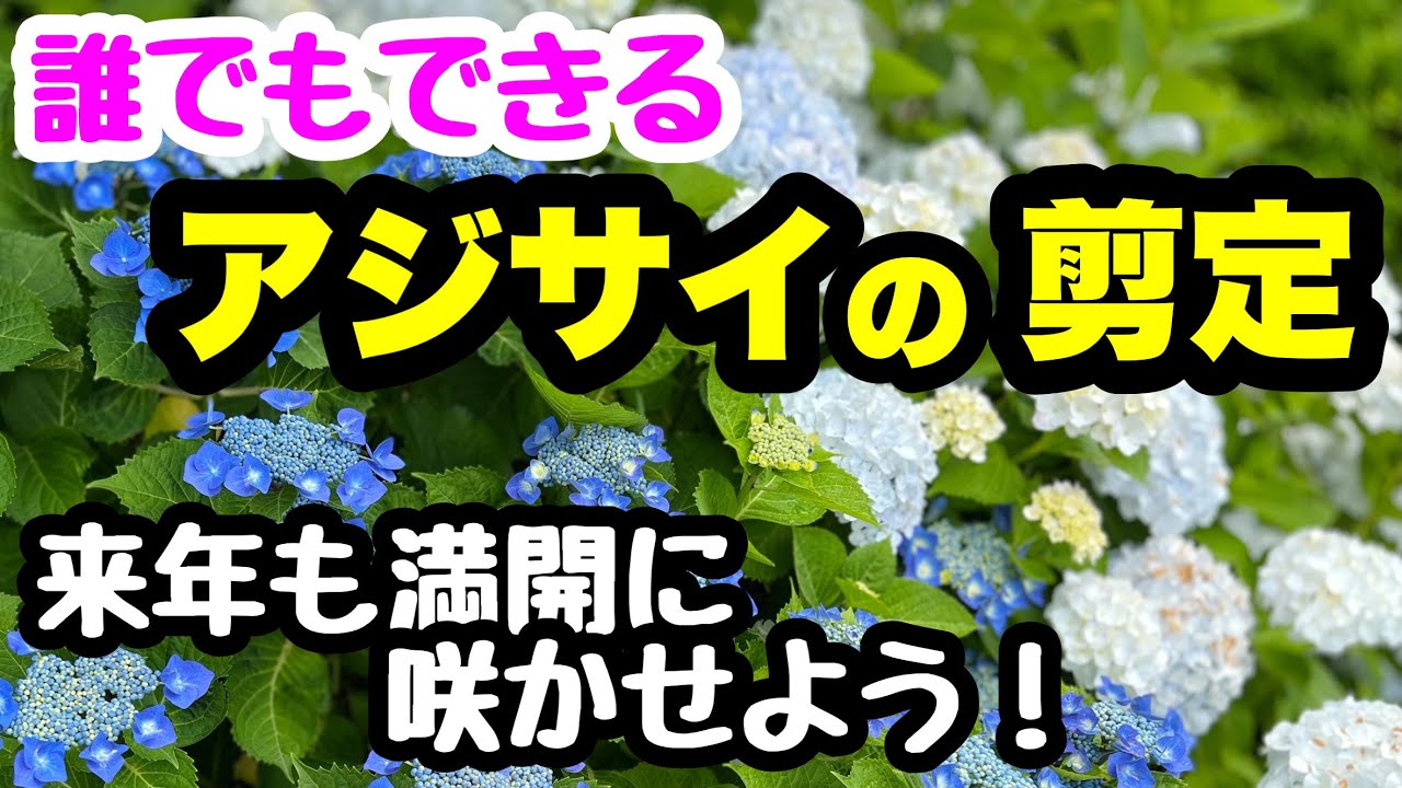 アジサイの剪定 来年はもっと綺麗に咲かせよう Youtube