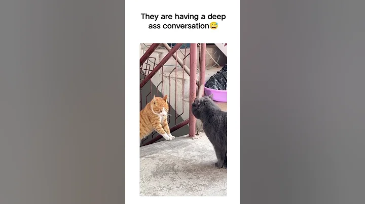 Video 3657021: pets cutecat funny animals, animals pets funny fails, best funny pets animals, pets animals reaction, funny cute cats fail