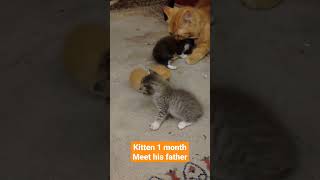kitten 1 month meet his father #cat #kitten #cats