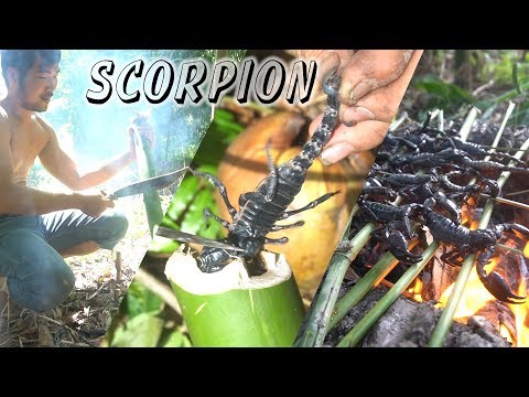 Wilderness Technology 16  | The delicious scorpions of the rainforest