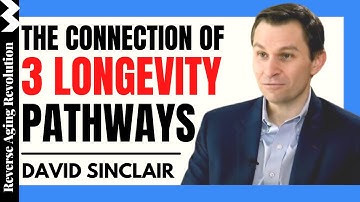 The Connection Of 3 Longevity Pathways | Dr David Sinclair Interview Clips