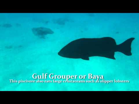 Gulf grouper -