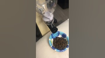 Dog Feeder powered by raspberry pi