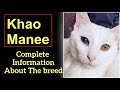 Khao Manee. Pros and Cons, Price, How to choose, Facts, Care, History の動画、YouTube動画。