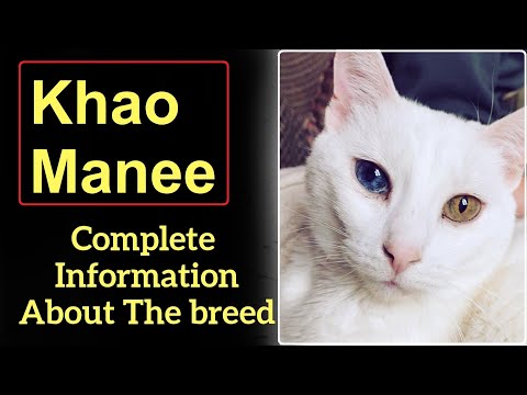 Khao Manee. Pros and Cons, Price, How to choose, Facts, Care, History