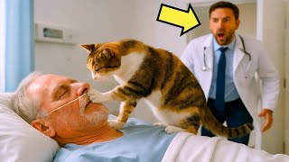 🐱 Бездомный КОТ пробрался в палату МИЛЛИАРДЕРА в КОМЕ… Через сутки случилось НЕВОЗМОЖНОЕ! 😱💔