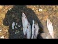Ленок-Ваксан улов 26 06 2023