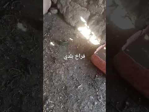 البلدي يكسب