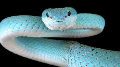 How to Make Snake Game In Sketchware Tutorial (part3) @sketchwareappmaker8819