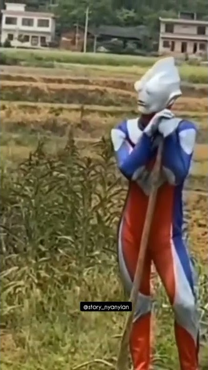 ultraman lagi nyangkul bertani di sawah #storykekinian #storywa