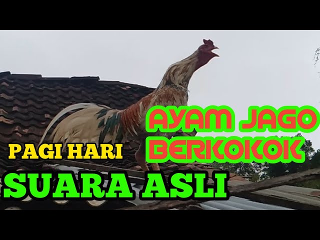 SUARA AYAM JAGO BERKOKOK DI PAGI HARI!!Suara ayam jago berkokok panjang, keras, lama class=