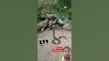 #cobra #commando #army#india #trendingshorts #shortsfeed #viralvideo  #animals #indianarmy  #snake