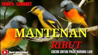 Suara pikat burung MANTENAN  gunung Ribut