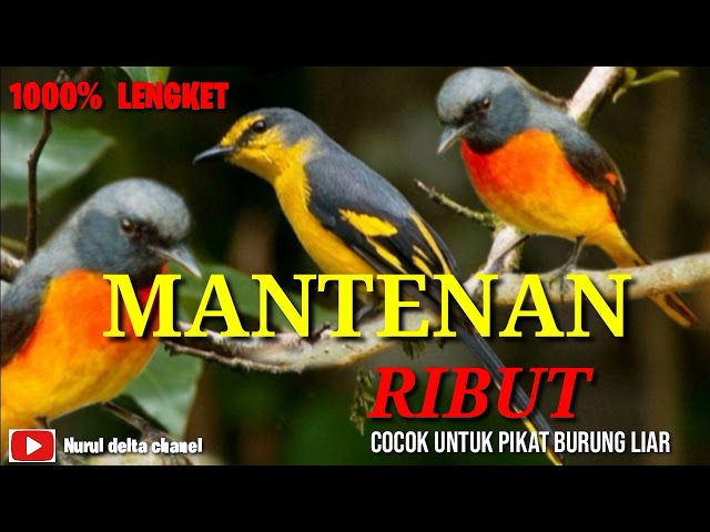 Suara pikat burung MANTENAN  gunung Ribut class=