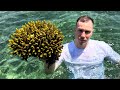 Where our corals come from visiting a coral farm in bali