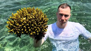 Where our corals come from.. visiting a coral farm in Bali