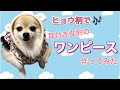 【犬服】【200円はぎれ】でヒョウ柄の【耳付きワンピース】作ってみた