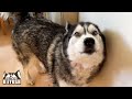 Husky Tells His Nan Something Important!