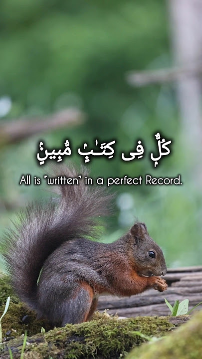 Surah Hud: Ayat 6 #quranrecitation #surahhud #quran