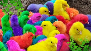 Menangkap ayam lucu, ayam warna warni, ayam rainbow, bebek,angsa, kucing, ikan hias, Ikan cupang