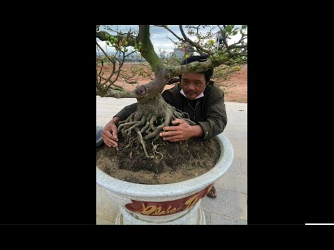 Video 27/8 mai cúc rin bình định HÀNG ĐẠI LH 0973088985 - youtube