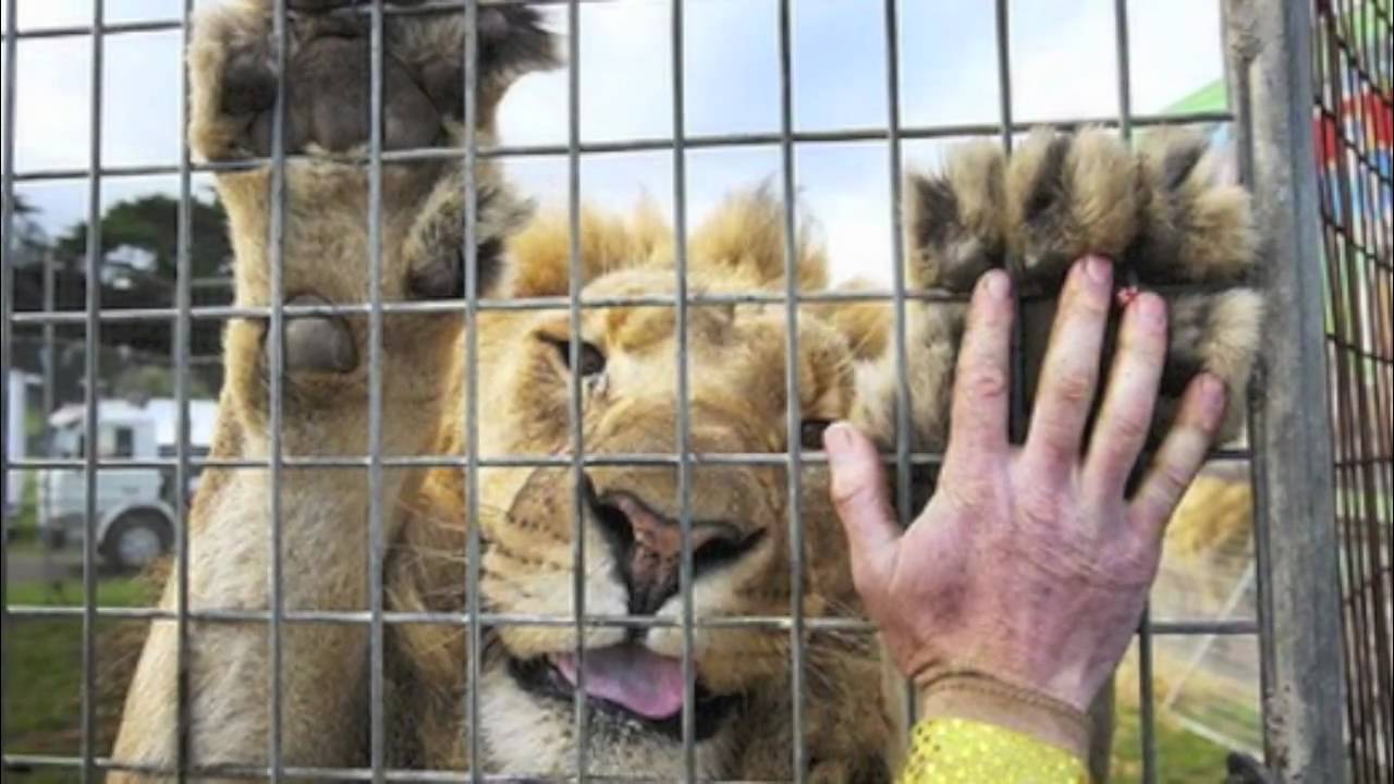 Image result for circus and animal abuse