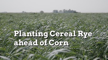 Using Cereal Rye Strategically Ahead of Corn - Practical Cover Croppers