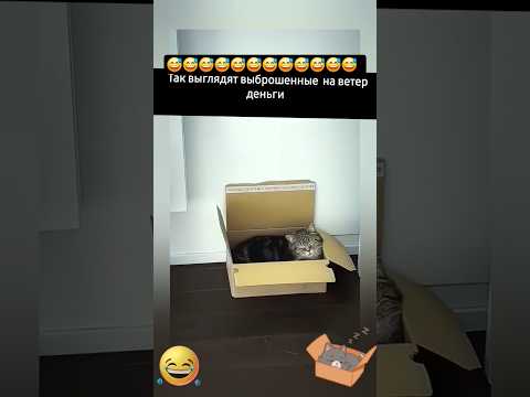 жиза😅 #смешно #юмор #funnycat #funny #приколы #ржака #смех #catdrama#кошка#кот#покупки#жиза#жизнь