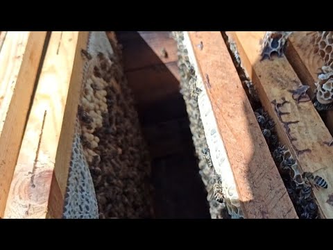ПЧЁЛЫ 🐝🐝. РАСШИРЕНИЕ