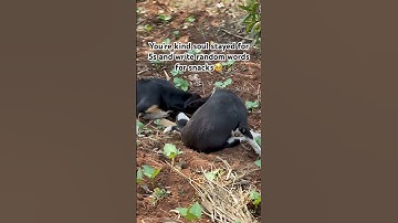 Vist our PayPal link in bio to donate or send a massage via my WhatsApp link for more information