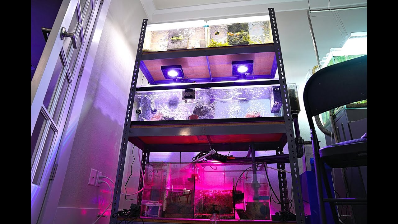 Planted Reef Tank Rack Mar 2020 | Every Clownfish Needs an Anemone 4K