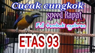 Cucak Cungkok ETAS 93.. Full tembak & ngebren