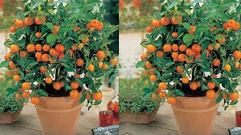 How to Grow Lime Trees from Clippings - Easy fast way to grow Lime Trees & Lemon Trees from Cuttings